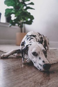 Foto de un perro acostado sobre un piso de madera