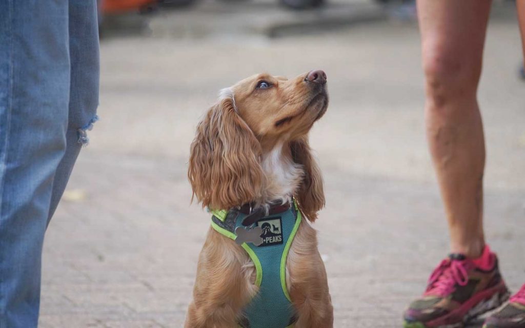 Foto de un perro mirando a una persona.