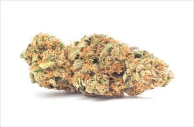 Imagen de la variedad Sour Tsunami CBD