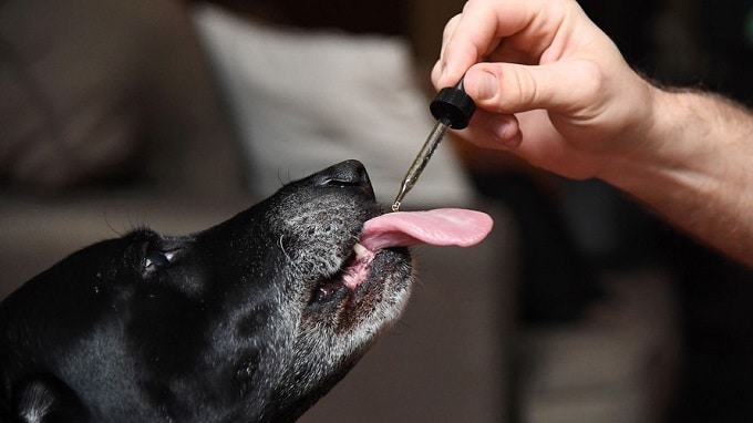 perro comiendo aceites de cbd