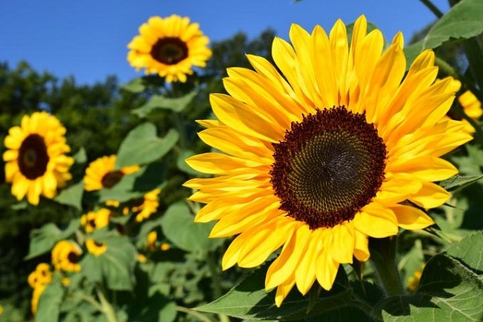 Campo de girasoles