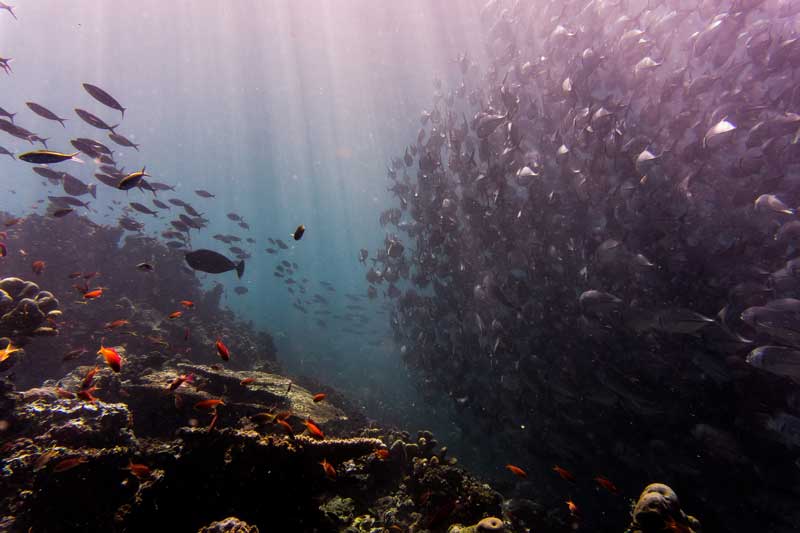 Fotografía submarina de un banco de peces nadando sobre un arrecife de coral.